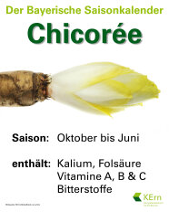 Grafik mit Chicorée, Saisonangabe und Liste gesundheitsförderlicher Inhaltsstoffe