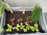 Kiste mit Salatpflanzen, Schnittlauch und Radieschensamen